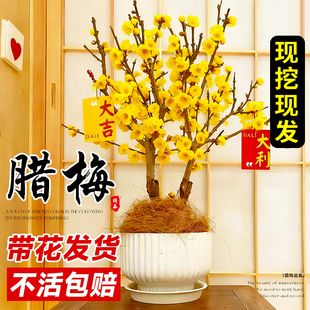 腊梅花树苗盆栽室内外庭院老桩红梅花浓香耐寒花卉绿植物嫁接带花