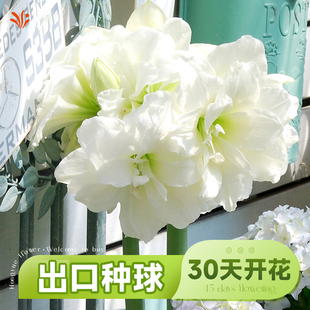 鬼魅朱顶红荷兰重瓣四季朱顶红种球精灵地栽球根观花植物盆栽花卉