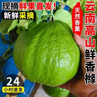 云南香橼新鲜香橼果佛手柑现摘天然香薰自然清香绿植清供观赏闻香