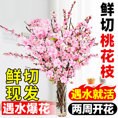 桃花枝水培带花苞干枝红梅珍珠李