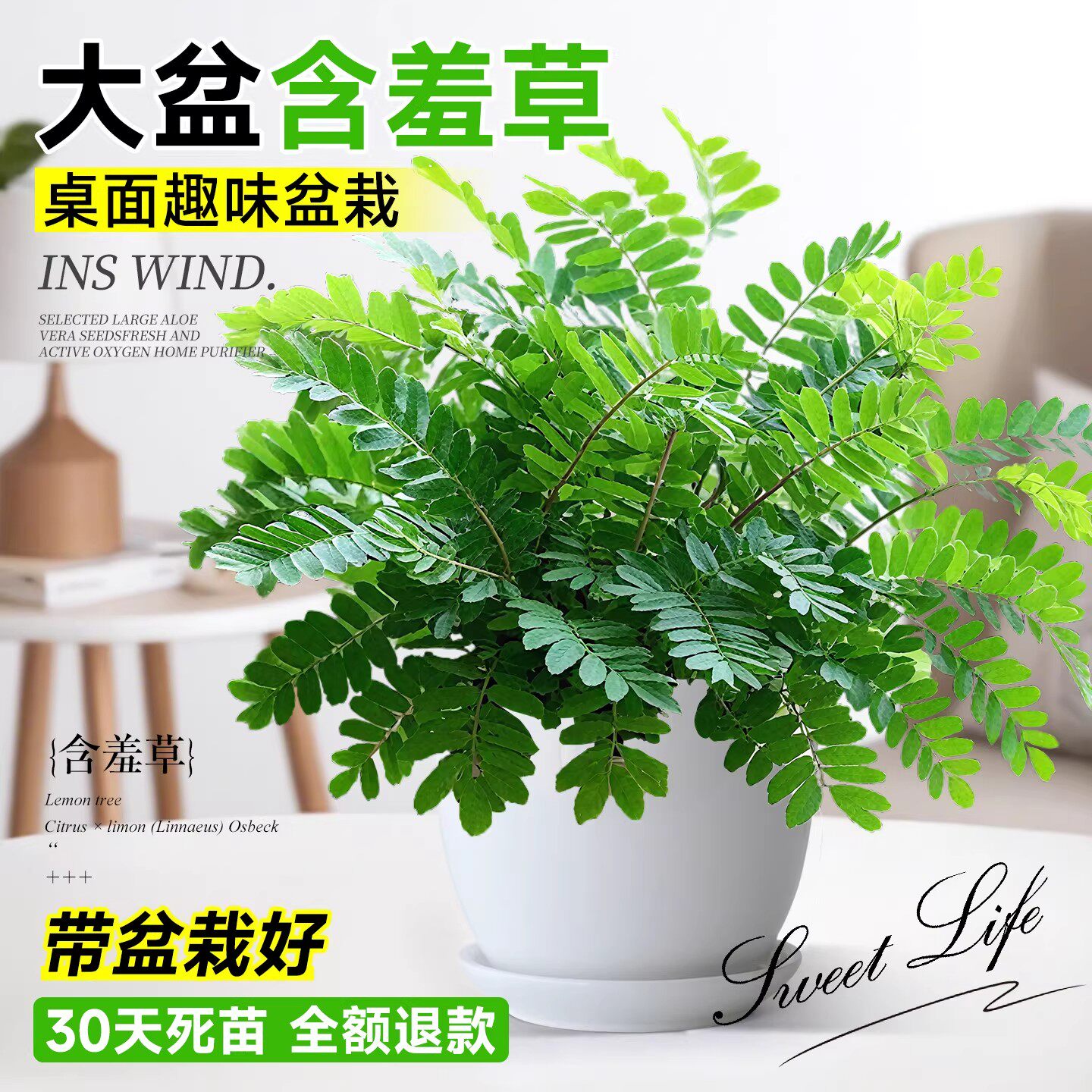 含羞草盆栽室内阳台小植物四季常青害羞草怕羞草彩色花苗趣味植物