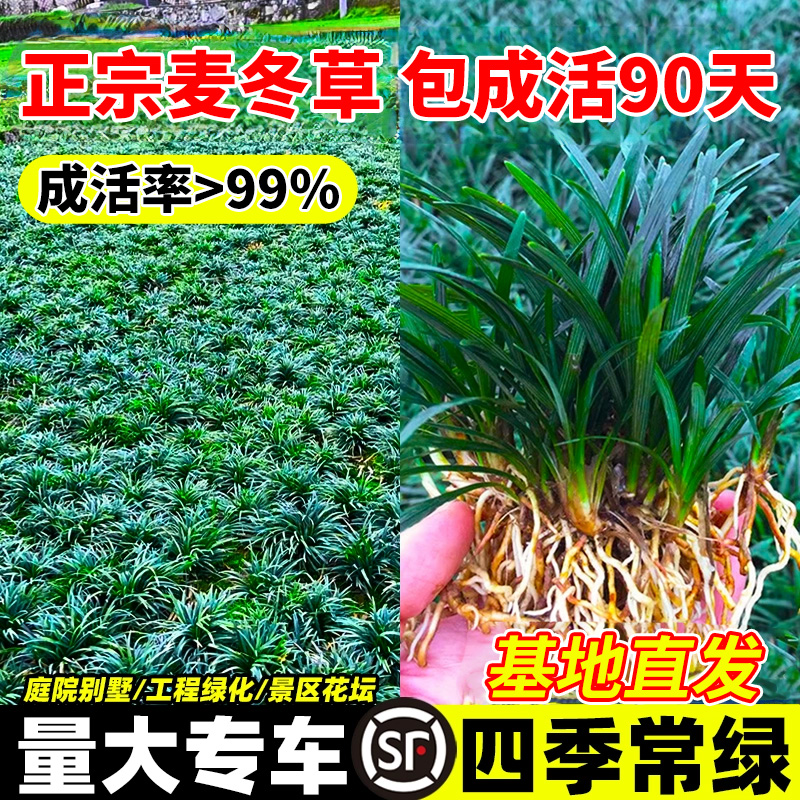 矮麦冬草玉龙草别墅庭院绿化草苗