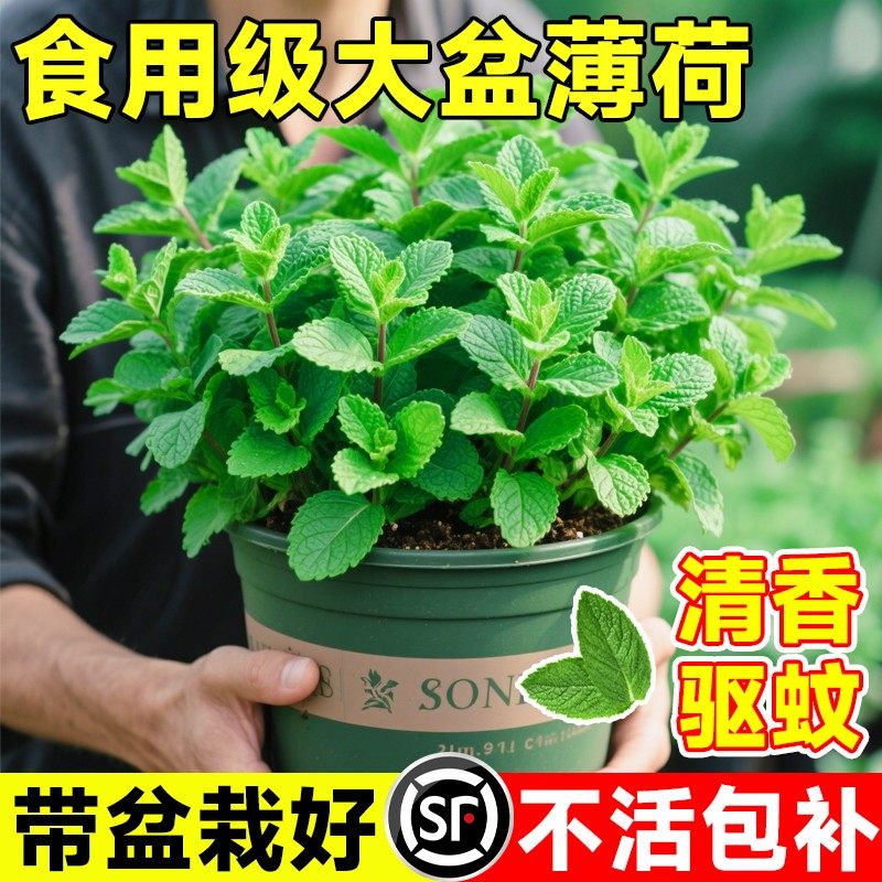 薄荷盆栽特大号可食用柠檬薄荷苗室内绿植花卉驱蚊驱虫植物除甲醛