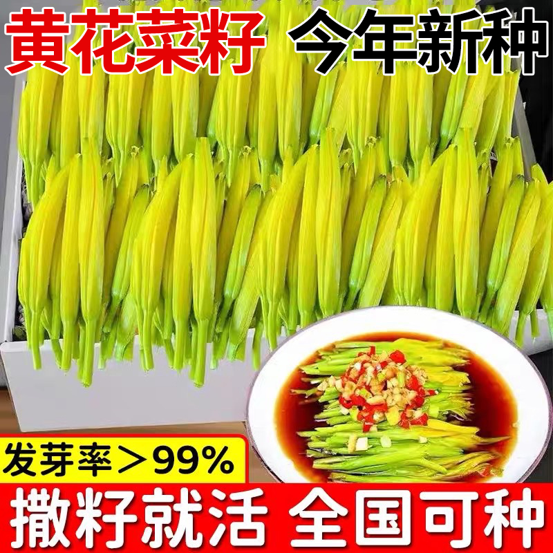 高产黄花菜种子野籽南方金