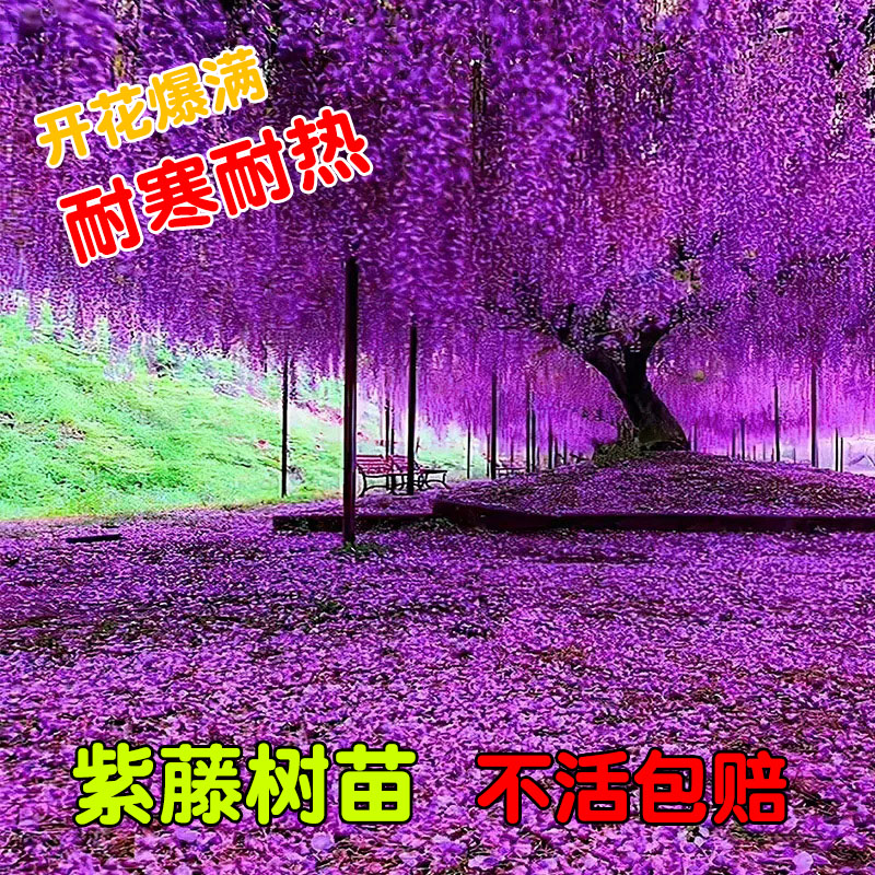 紫藤花树苗盆栽庭院围墙攀援爬藤植物室外耐寒耐热花卉紫藤萝老桩