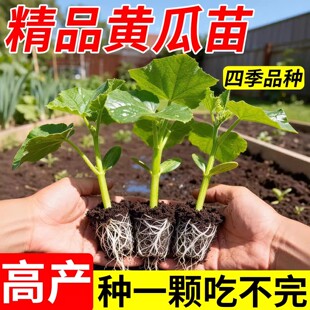 水果黄瓜苗四季秧苗嫁接瓜苗当季菜苗批发春季蔬菜瓜果苗高产品种