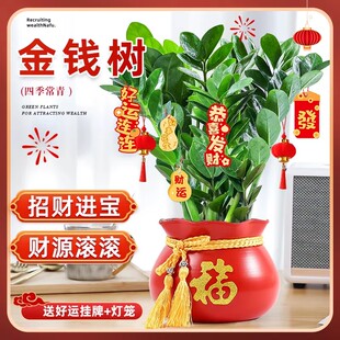 金钱树盆栽植物室内客厅钱串子招财摇钱树绿植花卉好养活四季旺宅