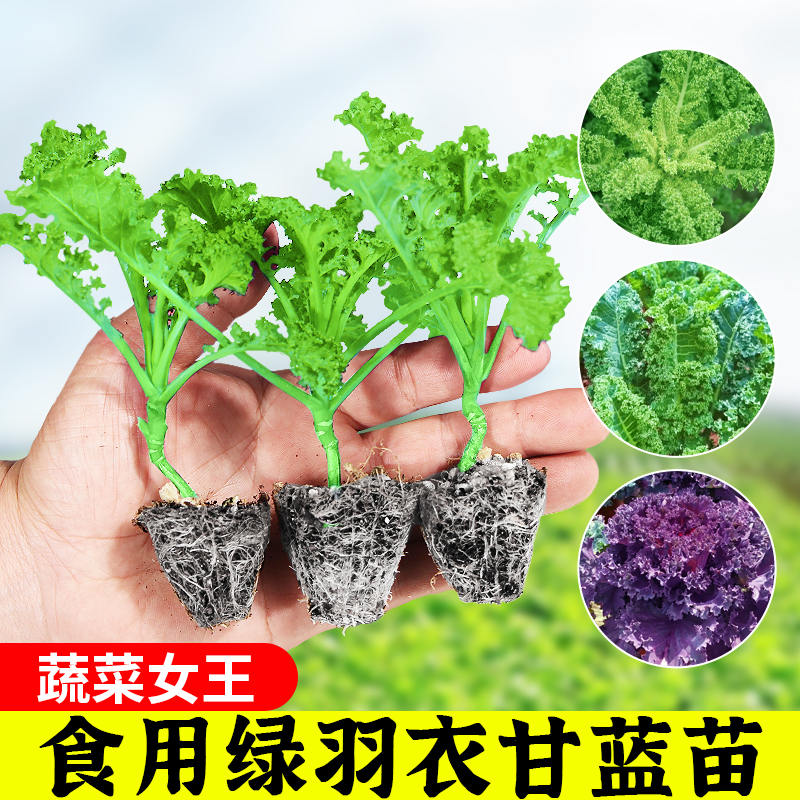 四季可食用绿羽衣甘蓝苗绿紫羽衣粉雨衣甘蓝秧苗种籽春季蔬菜花苗