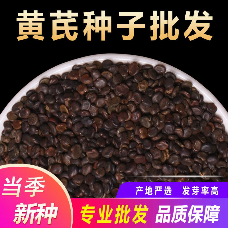 黄芪种子优质高产内蒙黄芪种四季种植中药材药食两用当归党参枸杞