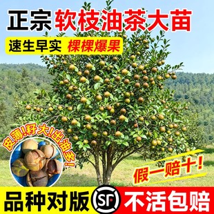 油茶树苗高产嫁接正宗广西白花山油茶果树苗带土南方种植高耐旱性