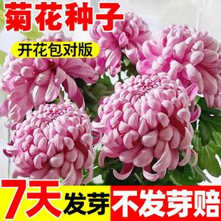 菊花种子九月菊乒乓菊金盏菊翠菊花种籽阳台庭院盆栽特大菊花种孑