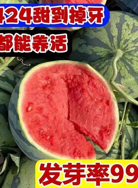 8424麒麟西瓜种子无籽高产冰糖南方四季蔬菜水果种孑懒人西瓜种子