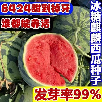 8424麒麟西瓜种子无籽高产冰糖