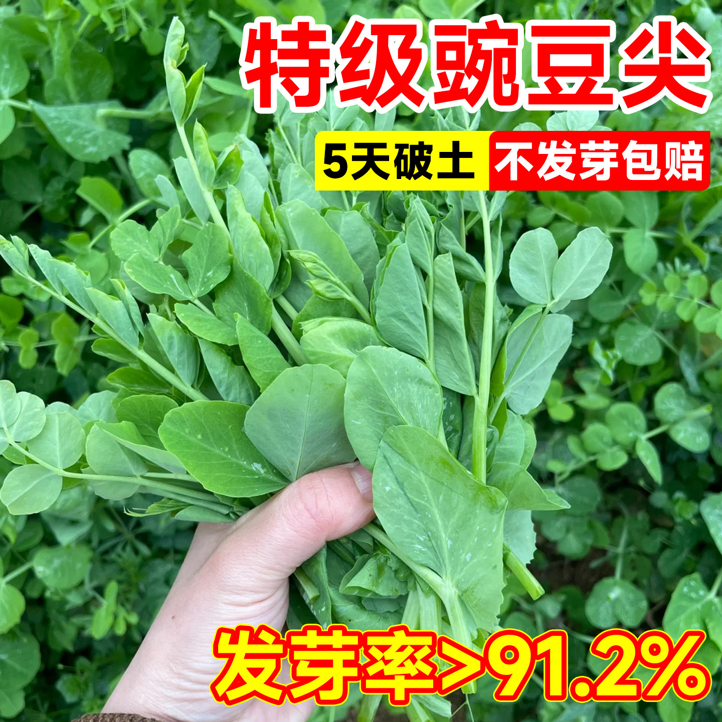 豌豆尖种无须豌豆尖苗种籽专吃豌豆尖种秋播蔬菜种子甜豌豆芽苗菜