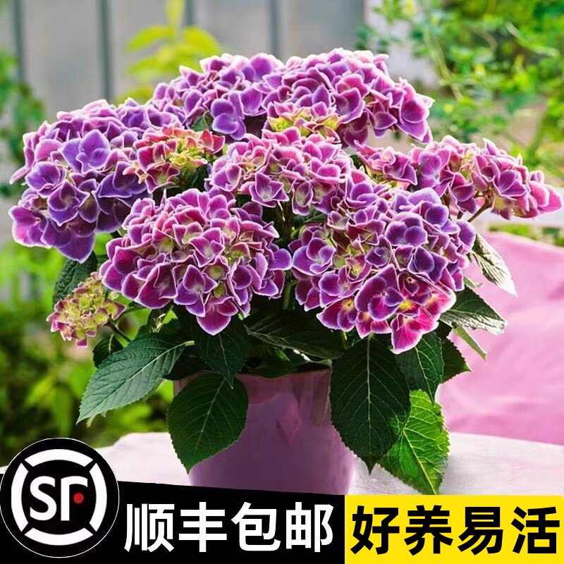 新品种绣球花苗盆栽四季开花无尽夏花卉植物带花苞包开花室内大花
