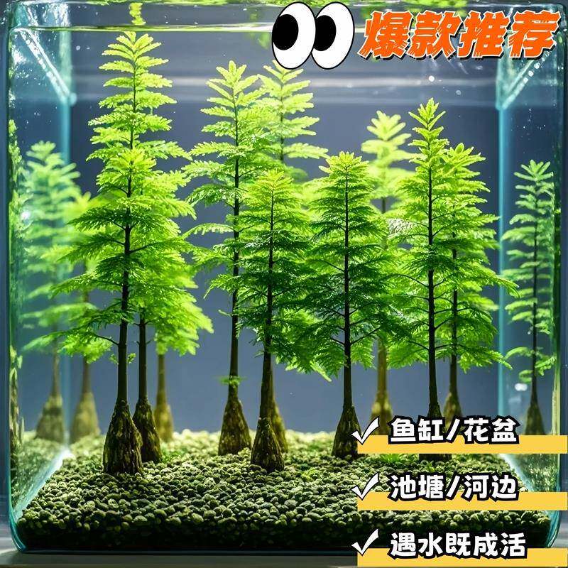 水杉树苗鱼缸造景水培溪流缸盆栽鱼池水生植物绿植水草苗易活好养