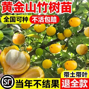 黄金山竹树苗带果嫁接水果树庭院盆栽地载南北方种植四季耐寒果苗