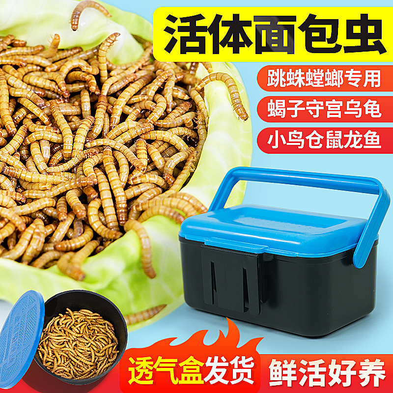 面包虫活体黄粉虫蜘蛛蝎子乌龟守宫角蛙喂鸟活饵饲料透气小盒发货