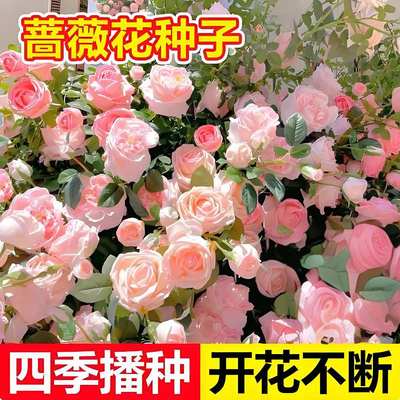 蔷薇花种子四季耐寒月籽易