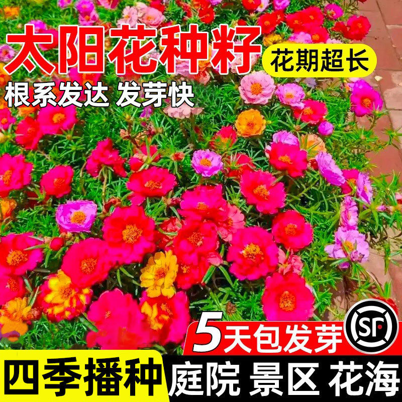 重瓣太阳花种孑四季花种籽子易成活阳台室内盆栽室外花卉花草种子,鲜花速递/花卉仿真/绿植园艺,家庭园艺种子,淘宝优惠券,粉丝福利购,淘宝优惠卷