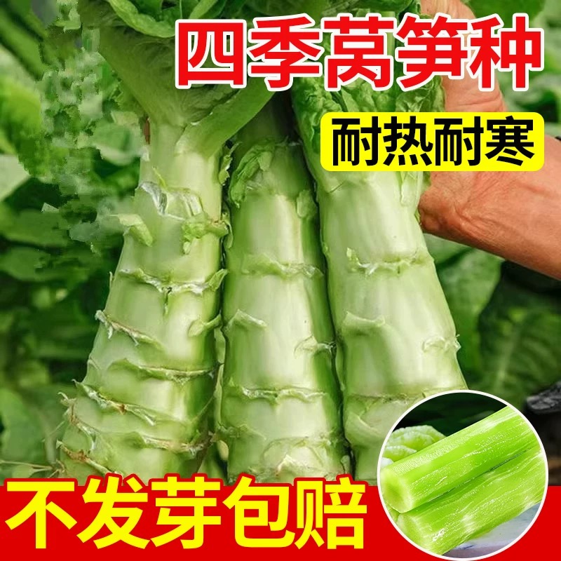 莴笋种籽耐寒窝青皮红子秧