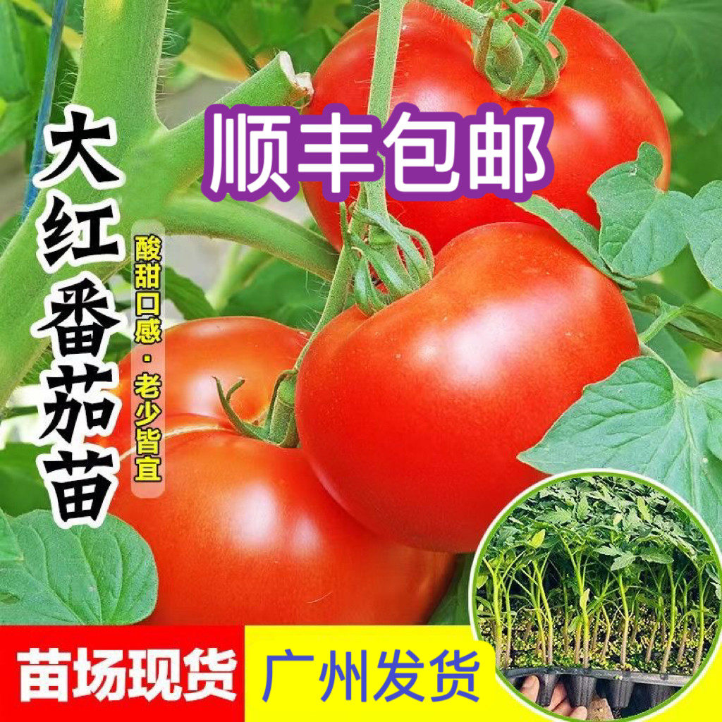 广东大红番茄苗高产老品种西红柿苗当季红果番茄秧苗阳台顺丰包邮