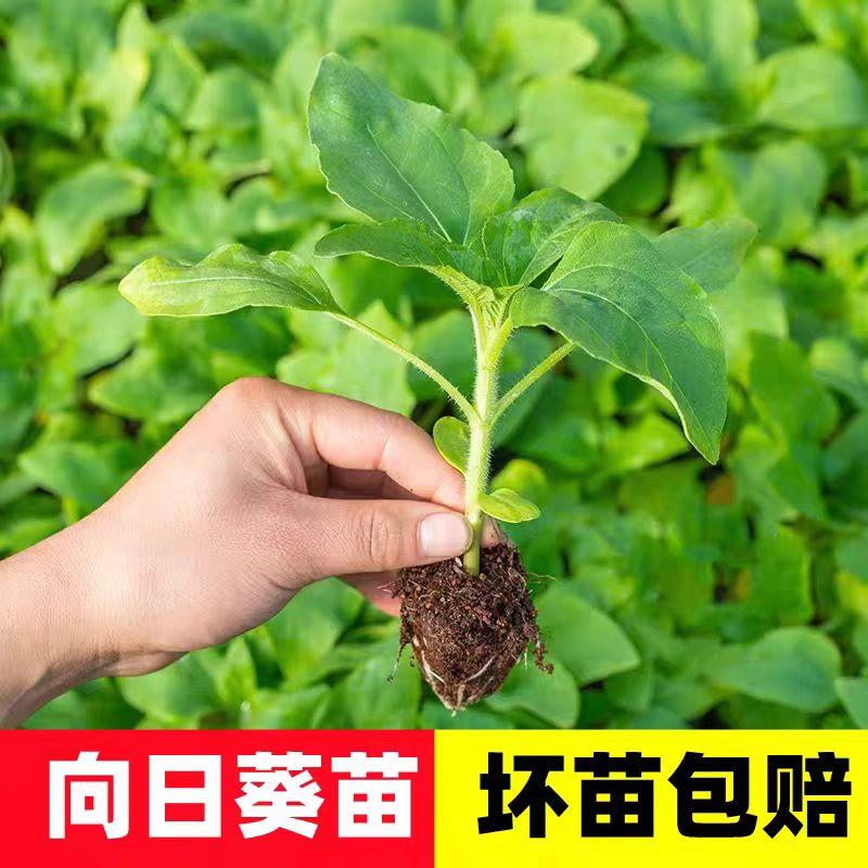 向日葵活苗食用种苗多头葵秧苗