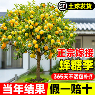 正宗蜂糖李子树苗嫁接新品种三华李奈李水果树果苗南北方四季种植