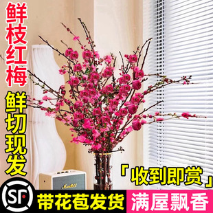 红梅水培植物干枝雪柳水养鲜花卉梅花鲜枝珍珠李室内客厅绿植盆栽