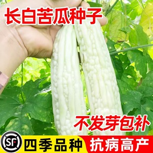 长白苦瓜种籽四季白苹果苦瓜种子大全早熟高产蔬菜种子春菜苗秧孑