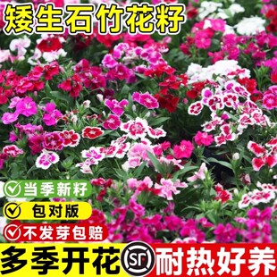矮生欧石竹花籽耐热室外庭院多季开花五彩美国石竹花种子花卉盆栽
