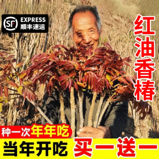 红油香椿树苖正宗矮化食用香春树苗四川春芽南方种植果树果苗盆栽