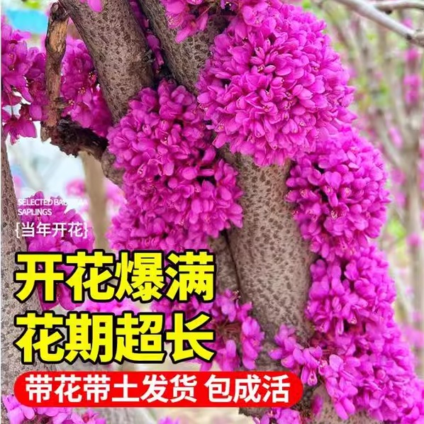 紫荆花树苗庭院大树植物小树苗室外丛生紫金花卉绿化苗木