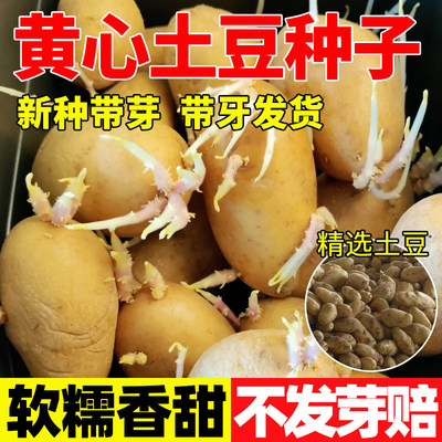 高产黄皮土豆种子秋季马铃薯