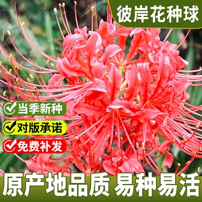 彼岸花盆栽种球带花苞曼珠沙华
