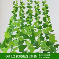 66 листовая резинка глиппа -кавальвский горный тигр 5