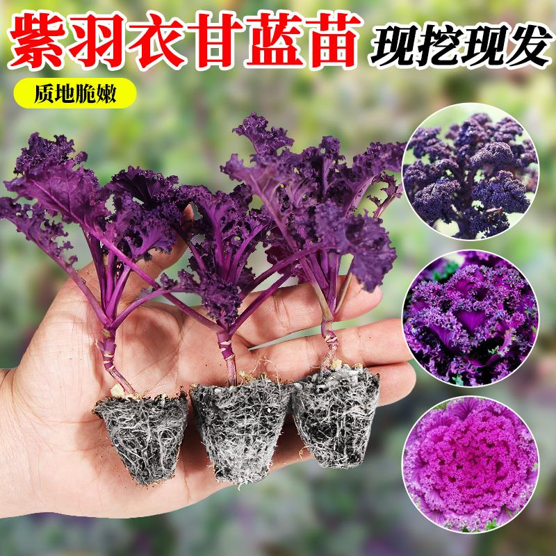 可食用紫羽衣甘蓝苗大秧盆