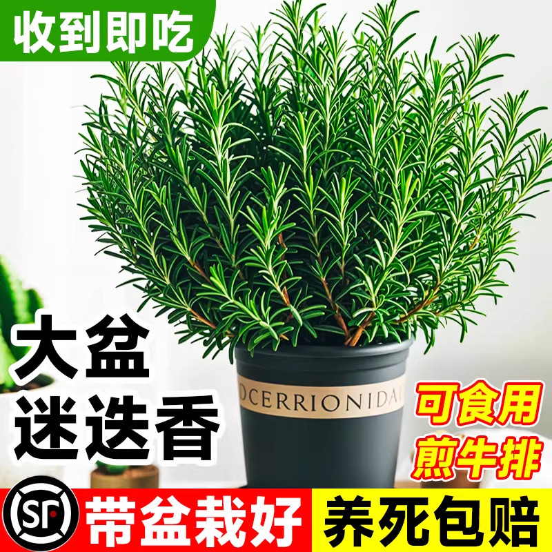 大盆迷迭香盆栽可食用煎牛排用百里香薄荷叶紫苏新鲜香草植物香料