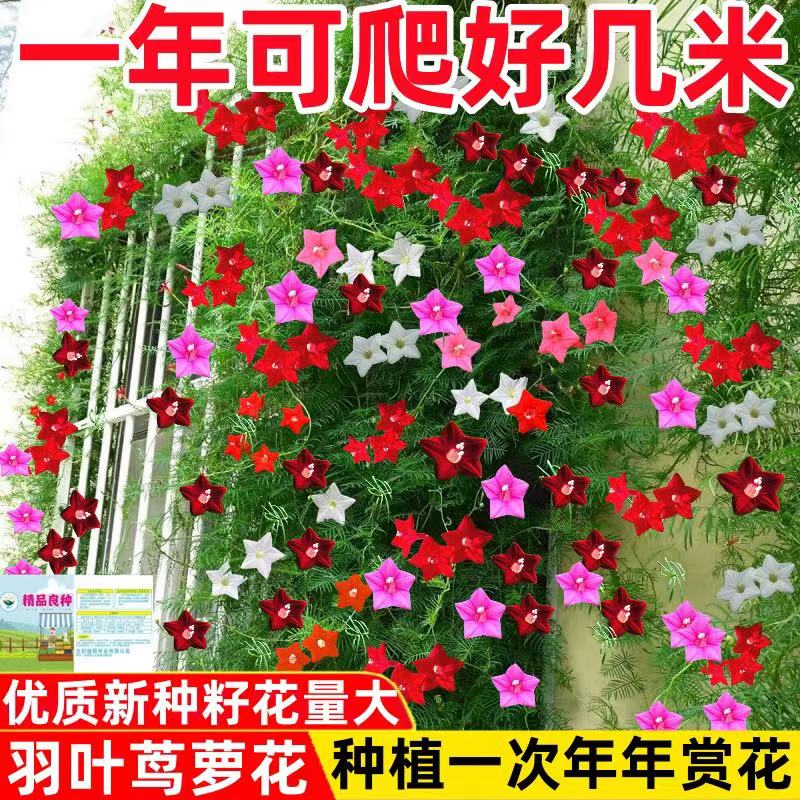 羽叶茑萝花种子庭院爬藤植物五角星花爬墙花盆栽阳台四季