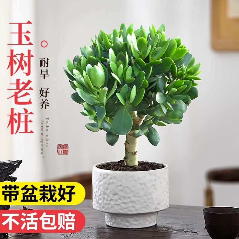 玉树高端多肉植物室内书房办公桌绿植盆栽老桩树苗好养活四季大叶