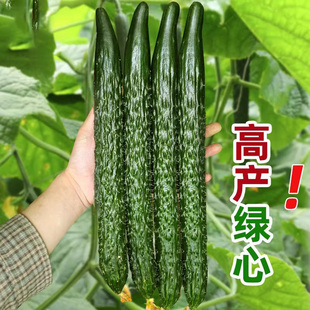 高产黄瓜种子苗籽种青瓜旱球小蔬菜种籽菜苗孑菜种秧嫁接秧苗大全