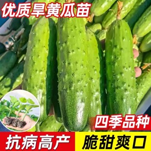 旱黄瓜苗唐山老秋黄瓜秧苗蔬菜籽种苗四季高产水果小黄瓜阳台盆栽