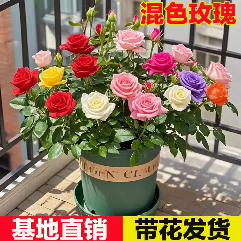 多色玫瑰花盆栽带苞室内卉