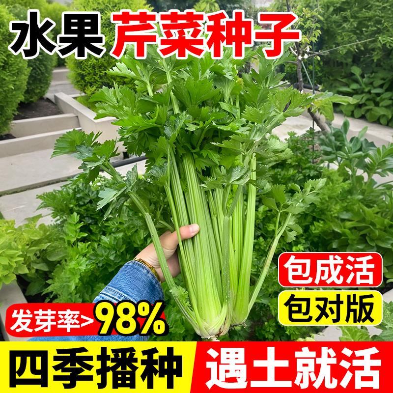 水果芹菜种子小香籽玻璃脆