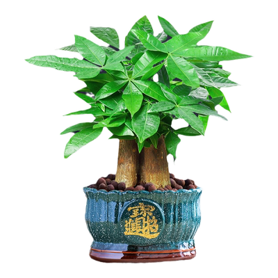 发财树小盆栽水培植物四季常青