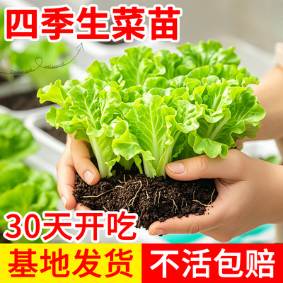 奶油生菜苗秧带土意大利罗