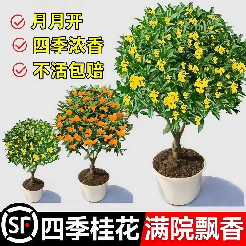 桂花树苗大老桩盆栽四季飘香好养