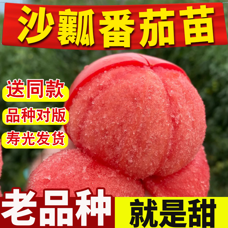 番茄苗大粉秧西红柿种子四