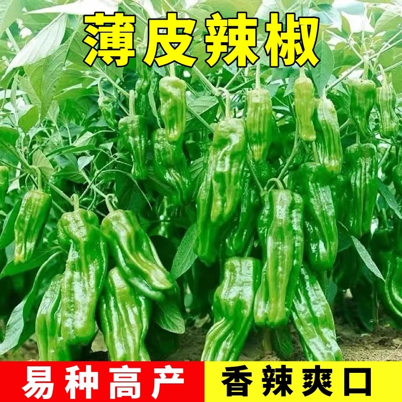 薄皮辣椒种子高产早熟微大