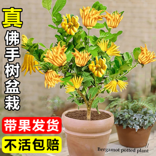佛手树盆栽树苗带果金华佛手柑室内客厅绿植物盆景四季好养佛手瓜